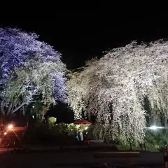 身延桜（妙法寺のしだれ桜）