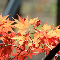 小林もみじ園