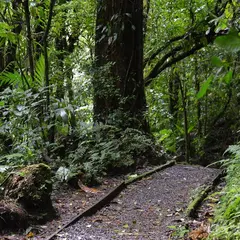 サンタ・エレーナ自然保護区（The Santa Elena Cloud Forest Reserve）