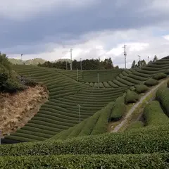 天空の茶畑