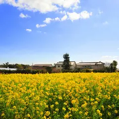 和田浦の花畑