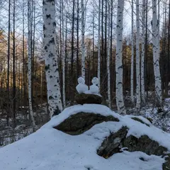 Wondae-ri Birch Forest