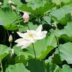 上越市高田城址公園野球場