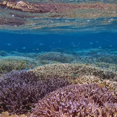 鳩間島アイランドワールド