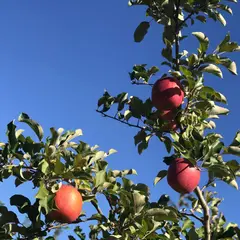 大石農園