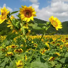 佐用町宝蔵寺ひまわり畑（夏季）
