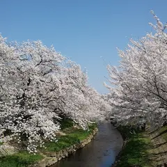 元荒川の桜並木(鴻巣市吹上)