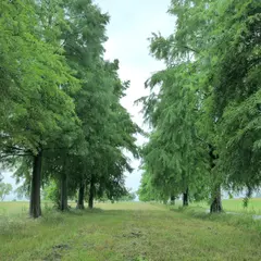 草津のメタセコイア並木