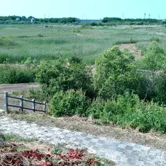 埋没林広場