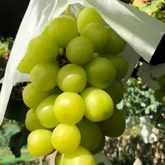 蜂城園