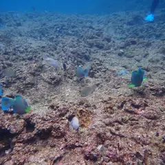シュノーケルラボ オキナワ