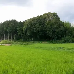 大野田城址