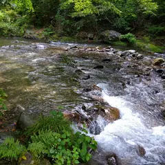 桐生川源流林