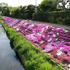 渋田川沿いの芝桜