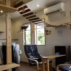 Catcafe 美ら猫