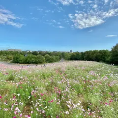 花の丘