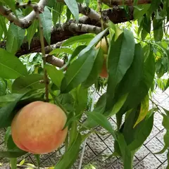 広瀬園(桃狩り)