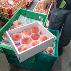 （有）マルサフルーツ古屋農園
