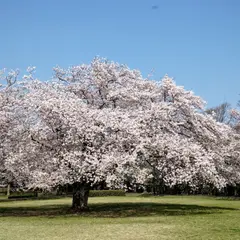 大庭城址公園