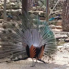 大崎自然公園