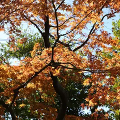 赤松ぼっくり庭園緑地