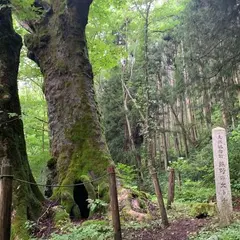熊野の大トチ