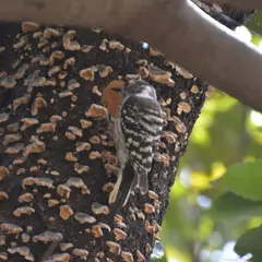 観音山ファミリーパーク 自然の森