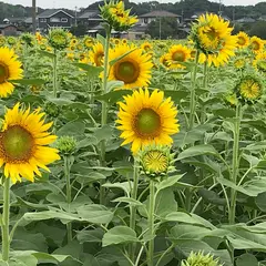 道の駅 しんよしとみ 遺跡前