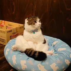 保護猫喫茶 要にゃんこ亭