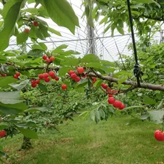 染谷わい化りんご園