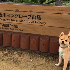 ヒルギ群落