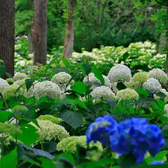 花野辺の里