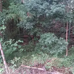 清水城跡