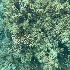 BLUE SEASAR集合場所