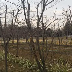 香林寺