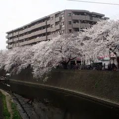 大岡川観音橋