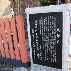 島原住吉神社 大銀杏