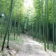 ビオトピア 竹林