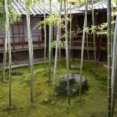 妙顕寺 孟宗竹の壺庭