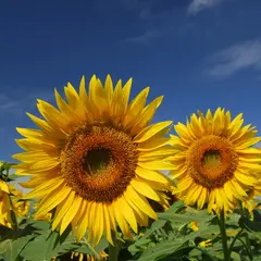 明野ふるさと太陽館
