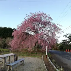 日野上しだれ桜