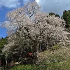 岩井畝の桜
