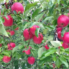 りんご狩り 真田りんご園