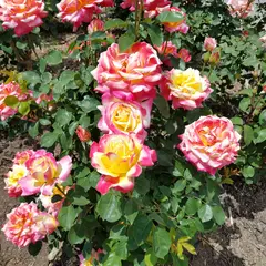 さかき千曲川 バラ公園