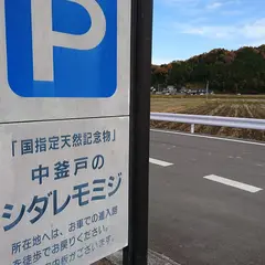 中釜戸のシダレモミジ 駐車場