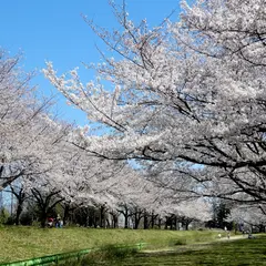 川越水上公園 桜並木