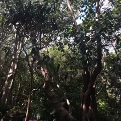 八丈植物園