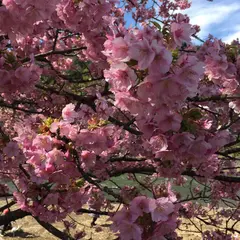 河津ざくら
