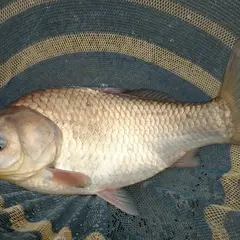 （有）さくら湖