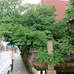 松月寺の大桜